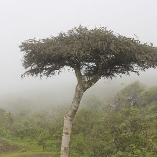 Frankincense (sacred)