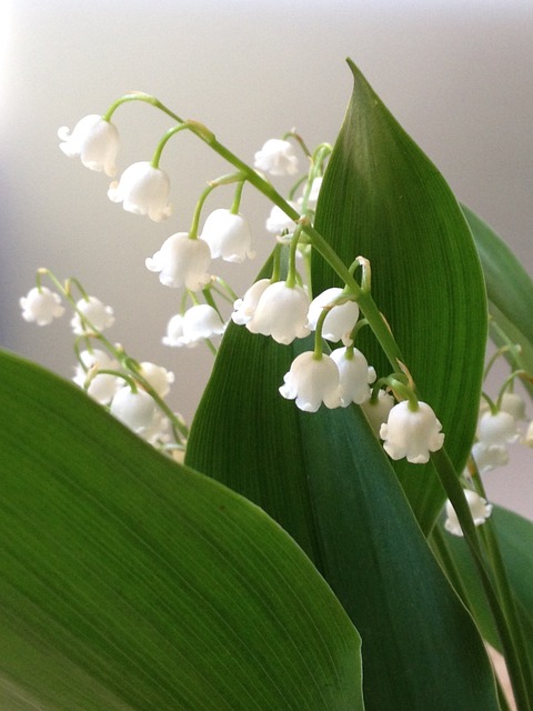 Lily Of The Valley Absolute - Convallaria Essential Oil