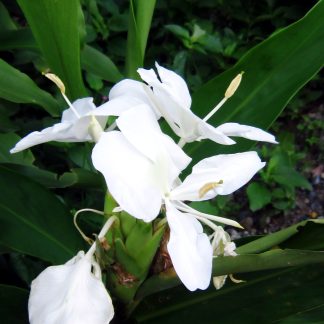 Ginger Lily (Crown) Absolute